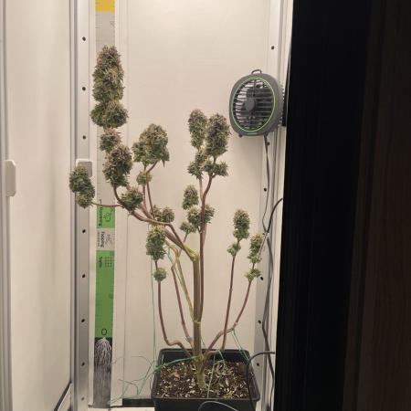 LSD-25 Auto (Fast Buds)