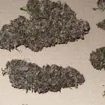 Purple Lemonade (FastBuds)