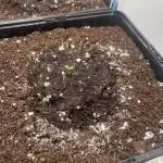 LSD-25 Auto (Fast Buds)