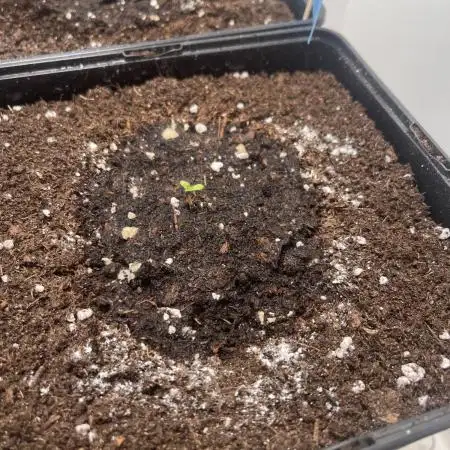 LSD-25 Auto (Fast Buds)