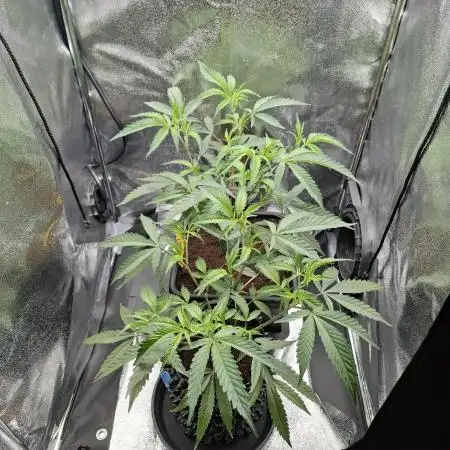 London Mint Cake Coco Autopot #2