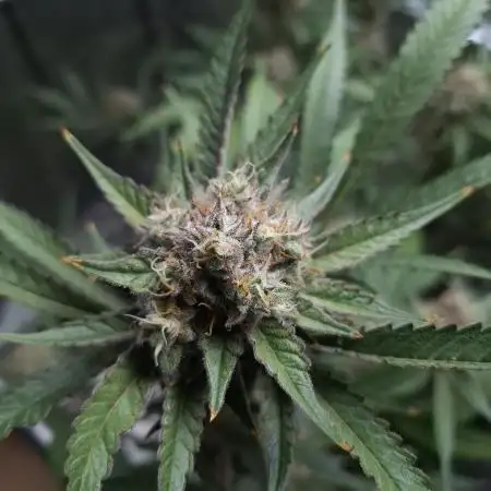T.H. Seeds London Mint Cake Coco Autpot