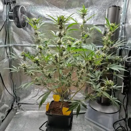 T.H. Seeds London Mint Cake Coco Autpot