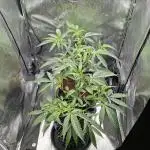 London Mint Cake Coco Autopot #2