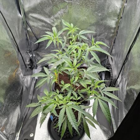 London Mint Cake Coco Autopot #2