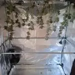 T.H. Seeds London Mint Cake Coco Autpot