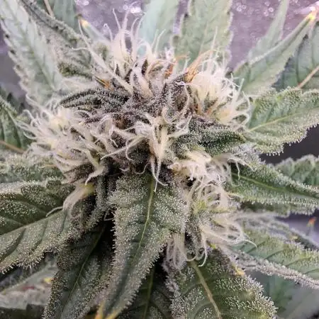 T.H. Seeds London Mint Cake Coco Autpot