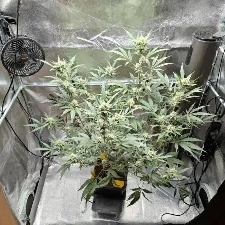 T.H. Seeds London Mint Cake Coco Autpot