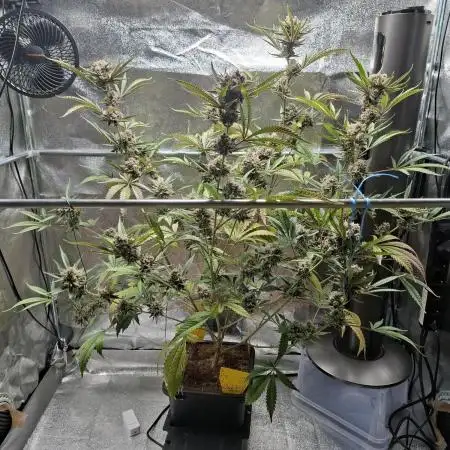T.H. Seeds London Mint Cake Coco Autpot