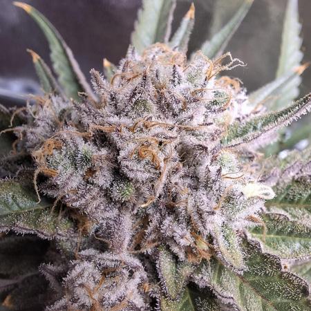 T.H. Seeds London Mint Cake Coco Autpot