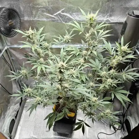 T.H. Seeds London Mint Cake Coco Autpot