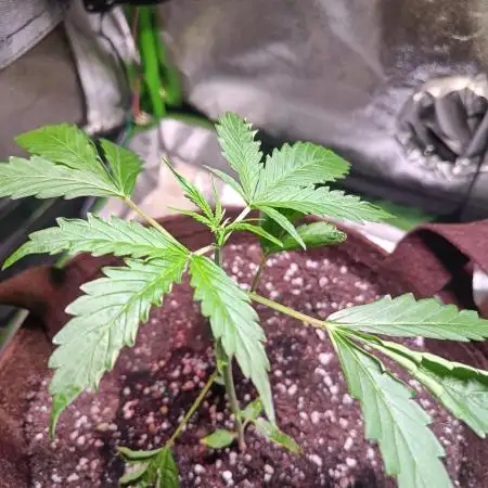 Amnesia Auto in Summer