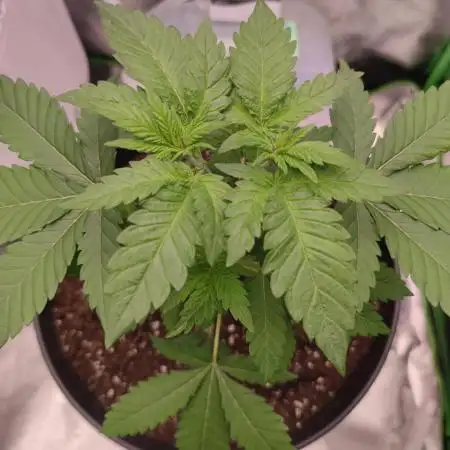 Purple Urkle