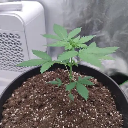 Purple Urkle