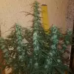 White widow auto sponsor grow