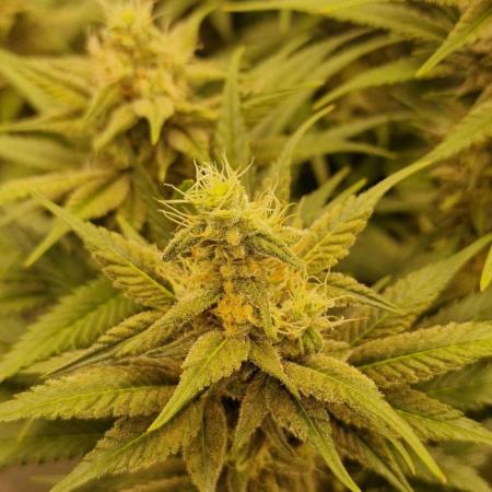 Growers choice Double Donny Burger