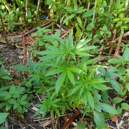 Greenhouse seeds A.M.S Outdoor grow