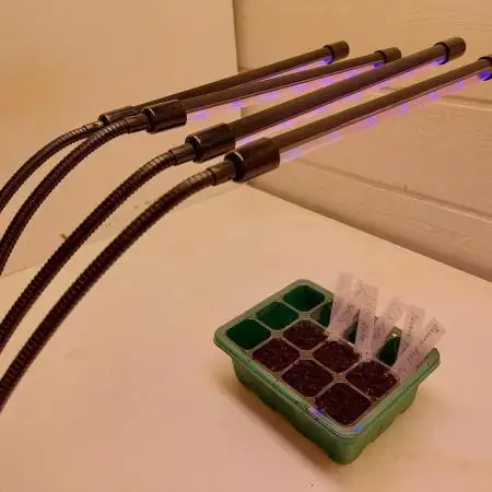 German Autoflower Outdoor Grow 2025