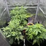 Fast Buds mix