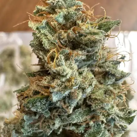 Lemon haze auto