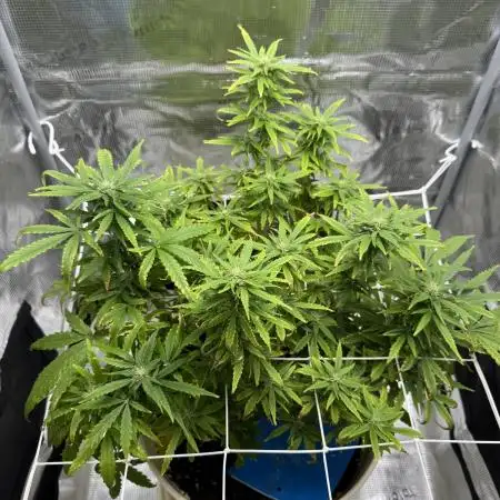 Lemon haze auto