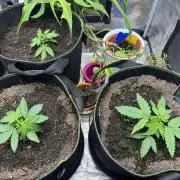 Fast Buds mix