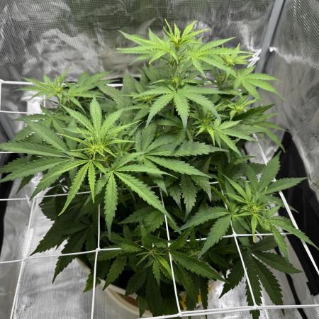 Lemon haze auto