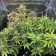 Fast Buds mix
