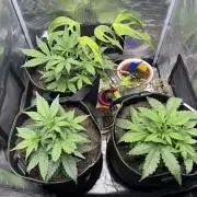 Fast Buds mix