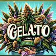 Gelato41#SMASH