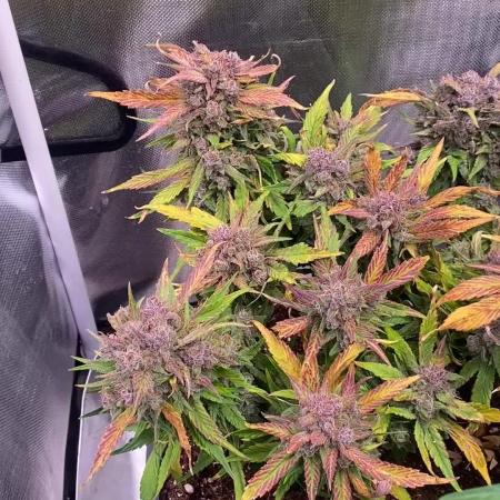 Strawberry Gorilla Auto