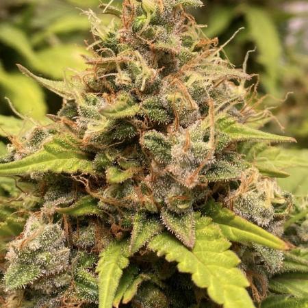 Super Boof Auto