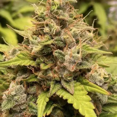 Super Boof Auto
