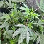 GZB Hydroponic 1st Try