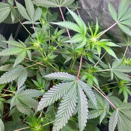 GZB Hydroponic 1st Try