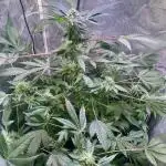 GZB Hydroponic 1st Try