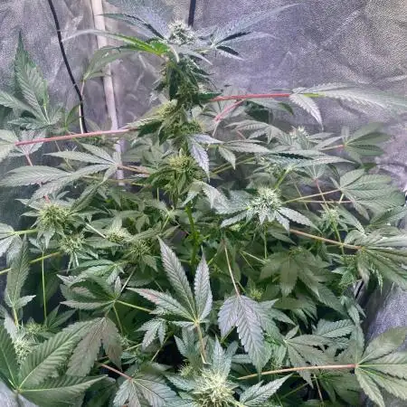 GZB Hydroponic 1st Try