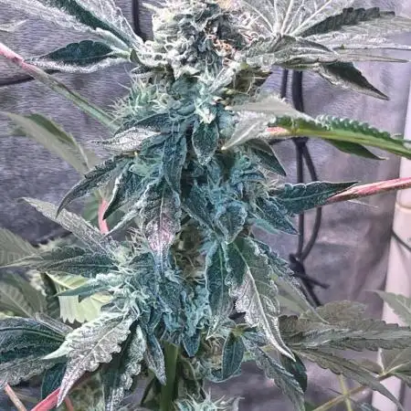 Gelato33 x Zkittels x BirthdayCake GZB