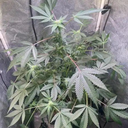GZB Hydroponic 1st Try