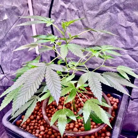 GZB Hydroponic 1st Try