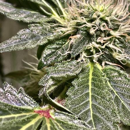 GZB Hydroponic 1st Try