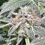 Gelato33 x Zkittels x BirthdayCake GZB