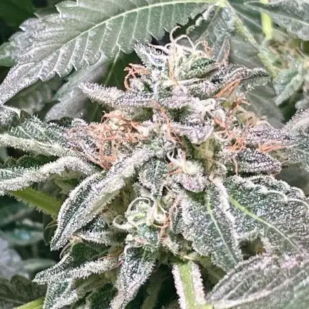 Gelato33 x Zkittels x BirthdayCake GZB