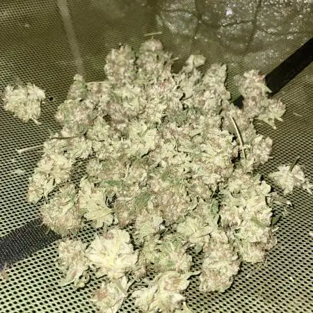 Gelato33 x Zkittels x BirthdayCake GZB