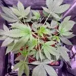 GZB Hydroponic 1st Try