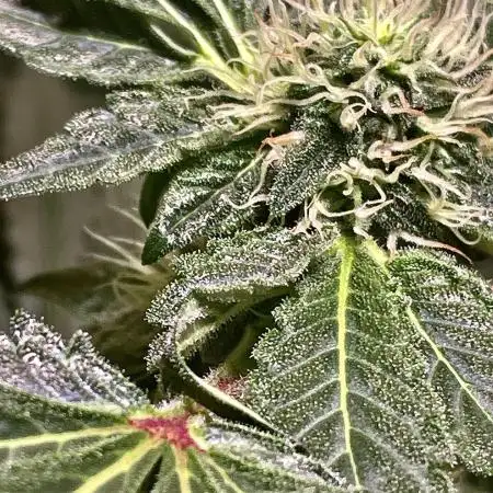 GZB Hydroponic 1st Try