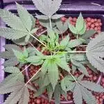 GZB Hydroponic 1st Try