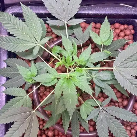 GZB Hydroponic 1st Try