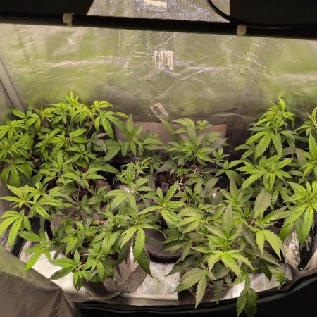 Winter Wonderland 2025, 2x4, 8 clones