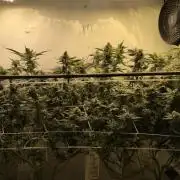 Jelly Weed and Fem Seeds - Making of
